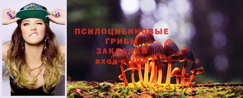 ОМГ ОМГ как войти  Сосновка  Псилоцибиновые грибы Psilocybe 